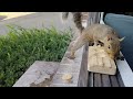 Squirrels' reactions to foraging toy