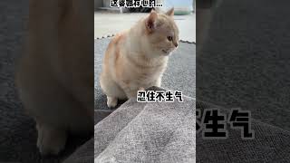 猫：讨厌没有边界感的人类！