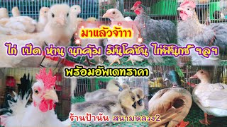 อัพเดทราคา ไก่ เป็ด ห่าน ไก่มินิโคชิน ไก่ฟินิกซ์ ฯลฯ ร้านป้านัน สนามหลวง2