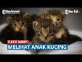 5 Arti Mimpi Melihat Anak Kucing, Memperoleh Rejeki hingga Ada Seseorang yang Akan Membuat Anda Malu