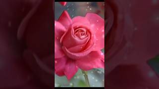 #flowers ❤️#rose❤️ #youtubeshorts❤️ #music🎵❤️ #shortsfeed ❤️