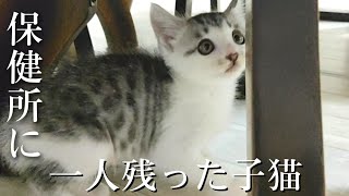 【保護猫】保健所でひとりぼっちになった子猫をお迎えしたところ初日から探索に夢中です