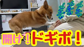 【犬のおもちゃ】DoggyBox11月号箱をゴシゴシして必死で開けようとする姿がかわいい犬のコナン