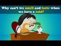 Why can't we Smell or Taste with a Cold? + more videos | #aumsum #kids #science #education #children