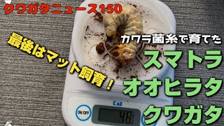 クワガタニュース150〜カワラ菌糸で育てたスマトラオオヒラタクワガタ！最終ボトルはマットにします！