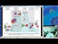 Immunology Chapter 1 (Christiana Ciaccio,MD)