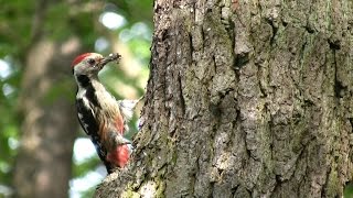 Strakapoud prostřední (Dendrocopos medius)