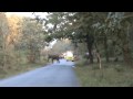 Over protective elephant herd at Bandipur