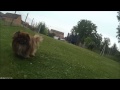 Slowmotion - frenchie et pekingese