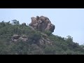 thiruvannamalai nandi face in thiruvannamalai mountain