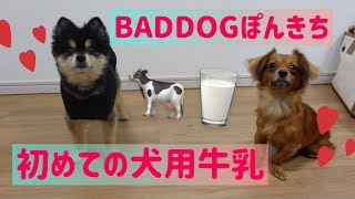 初めて犬用牛乳飲んでみた【ポメラニアンBADDOGぽんきち】