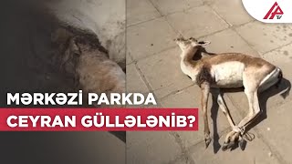 Mərkəzi Parkda ceyran güllələnib? - RƏSMİ CAVAB