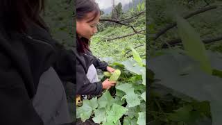 Plucking vegetables 🌽 #vegetables #arunachalpradesh #jhumcultivation #mountains #organic