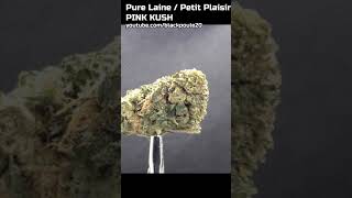 PINK KUSH - 22 % THC - Petit Plaisir - PURE LAINE Rose Science Vie #zoombuds #shorts