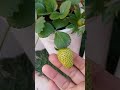 harvest strawberry 🍓