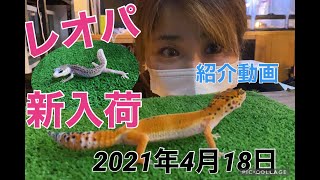 【ヒョウモントカゲモドキ】〜人気モルフ新入荷紹介動画〜2021/4.18.Sun【レプキンYouTube】