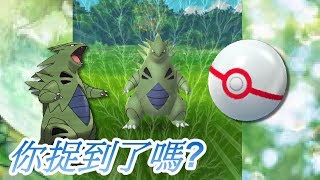 班吉拉教你抓バンギラスTyranitar ひっしょう 班吉拉頭目 如何提高補捉頭目班基拉斯? 精靈寶可夢新道館 Pokemon Go