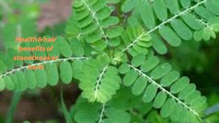 Secret Health \u0026 hair benefits of Stonebreaker herb/Phyllanthus niruri  important medicinal herb