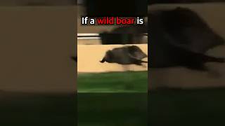 Surviving A Wild Boar Attack Essential Tips