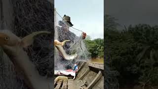 @ronitattonelayan1874  Ikan Sungai Terlezat