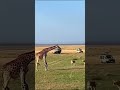 mother giraffe protects baby giraffe from lions #shorts