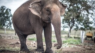 O Santuário de Elefantes -  A história de Maia e Guida