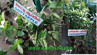 மரம் வளர்ப்போம் - நாட்டு மரங்கள் வகைகள்