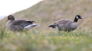 珍鳥シジュウカラガン　札幌の保育園児が散歩中に発見