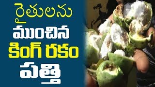 రైతులను ముంచిన 'కింగ్ రకం' పత్తి..| Fake Seeds dipped the Farmers | Adilabad | 10TV