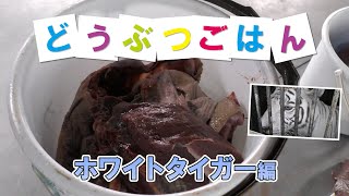 どうぶつごはん【ホワイトタイガー編】