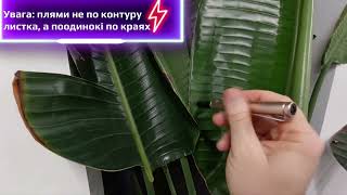 Стреліція | Чому виникають плями на листках  ДВІ ПРИЧИНИ. Український ютуб. Сергій Plant Helper.