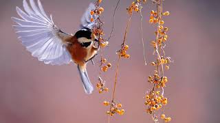Bird singing relaxing nature Spectacular-morning chirping forest meditation music.