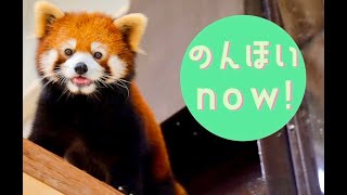 のんほいNOW！　レッサーパンダ