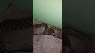 தண்ணி பாம்பு🐍