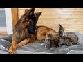 German Shepherd Shares His Bed with Tiny Kittens