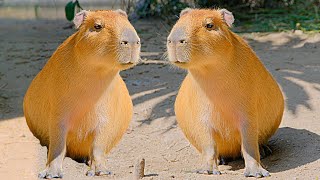 The Capybara Song Official Music Video 🎶🎶