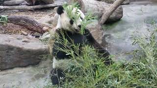 20220511 看完圓寶看彪哥 團團竹葉吃好多(早餐) Giant Panda Tuan Tuan