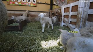 羊の出産ラッシュ…神戸・六甲山