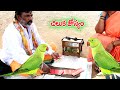 Chiluka Josyam-చిలక జ్యోతిష్యం /Parrot Prediction-Parrot Bird Astrology