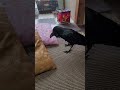 おしゃべりカラスの悪態風？な鳴き声 カラス crow おしゃべり 鳴き声 おしゃべりペット karasu カラスのハッピー ハシブトガラス 日常 鴉