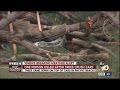 1 dead after tree falls on cars in Pacific Beach