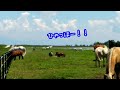 《馬の群れ》つられて走る馬の皆さま🦄💨🐴💨🐴💨horses running with them.