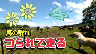 《馬の群れ》つられて走る馬の皆さま🦄💨🐴💨🐴💨Horses running with them.