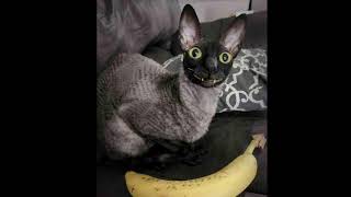 The Smiling Banana Cat - Original Song