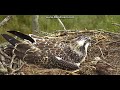 ~ młody rybołów zwyczajny ~ dyfi osprey project wales