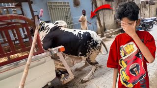 Humari Cow Unload Hote Hue Gir Gyi💔Chot Lag Gyi😰