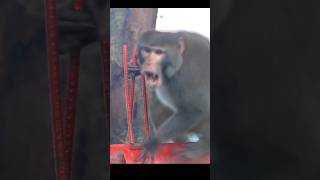 Monkey got angry suddenly#shorts#funny#monkey#ape#bandar#angry#comedy#funnyanimal#shortsfeed