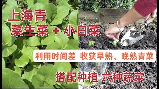 超市买回来的上海青重新种植菜生菜+小白菜，利用时间差收获早熟晚熟青菜。一小块菜地，搭配种植六种蔬菜，节省空间时间，收获蔬菜多样化 How to reuse and grown Bok Choy