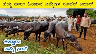 Buffalo trading in Kittur market | A guide to milk yield, age, varieties