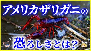 【ゆっくり解説】特定外来生物へ…⁉「アメリカザリガニ」の恐ろしさとは？を解説/飼えなくなるの？何故規制されるのか…最凶外来種の生態と繁殖力